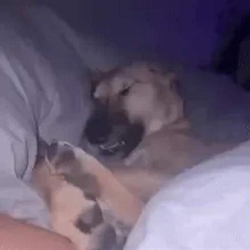 Figurinha: Cachorro sorrindo na cama