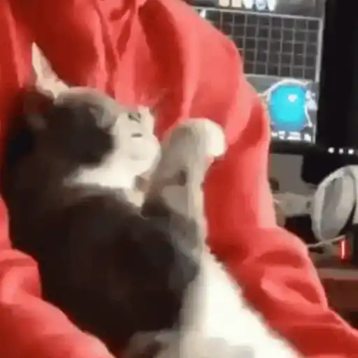 Figurinha: Gato se lambendo e olhando