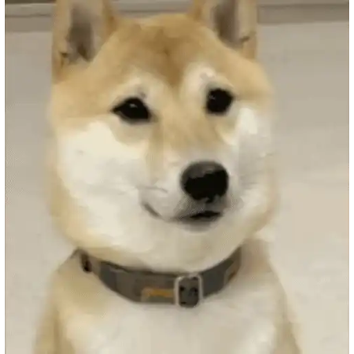 Figurinha: Shiba inu piscando