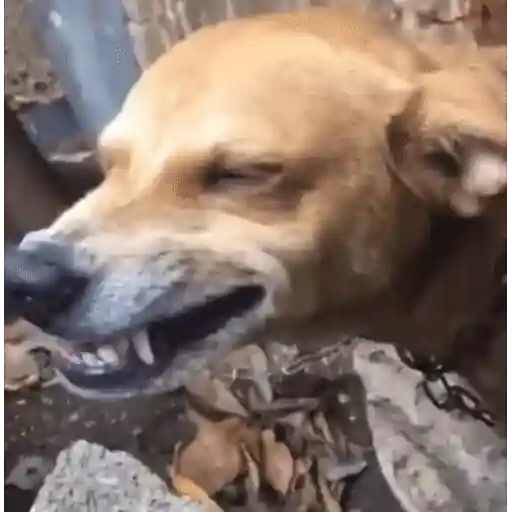 Figurinha: Cachorro bravo com dentes à mostra
