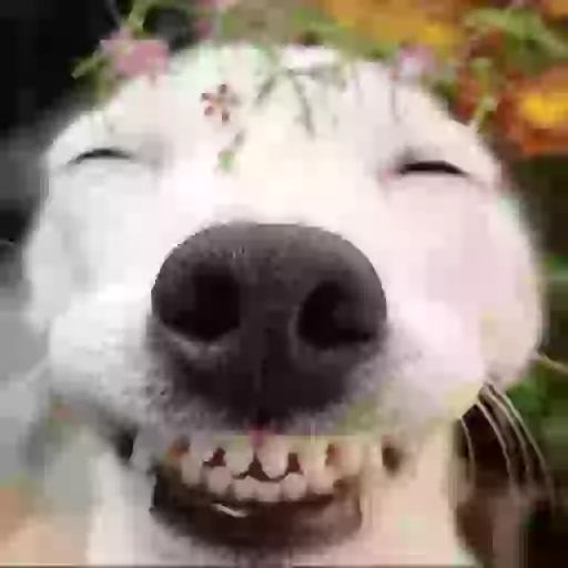 Figurinha: Cachorro sorridente com flores