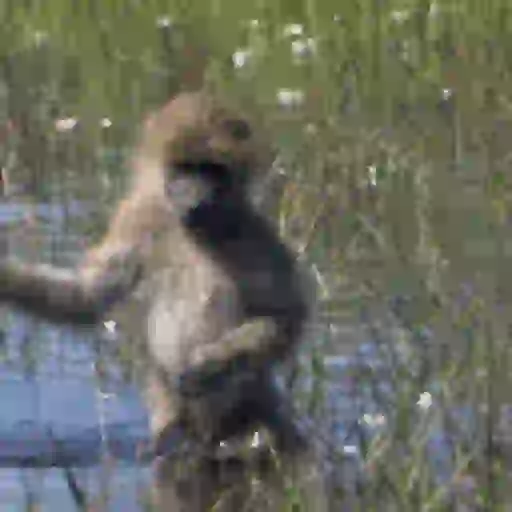 Figurinha: Macaco Dançando