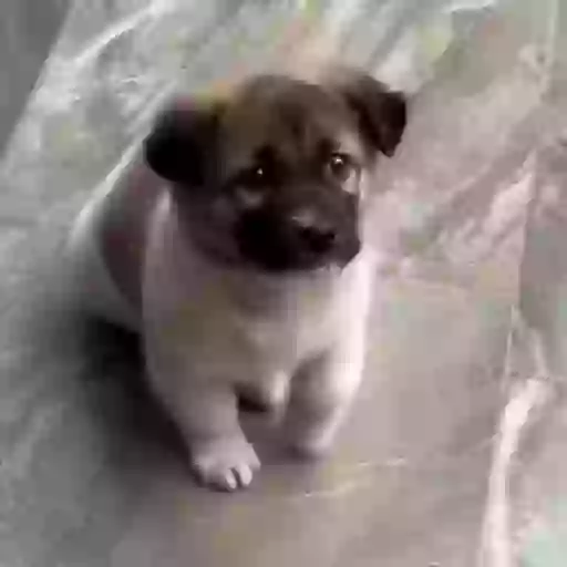 Figurinha: Cachorrinho fofo abanando o rabinho