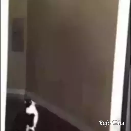 Figurinha: Gato é abduzido por OVNI