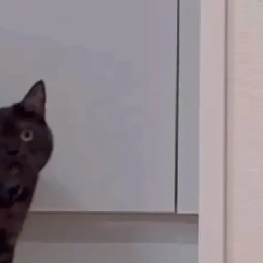 Figurinha: Gato curioso aparece e assusta