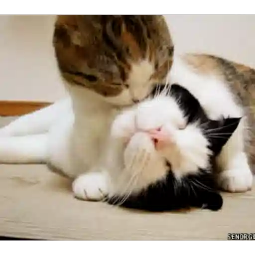 Figurinha: Gatinho Lambendo o Amigo