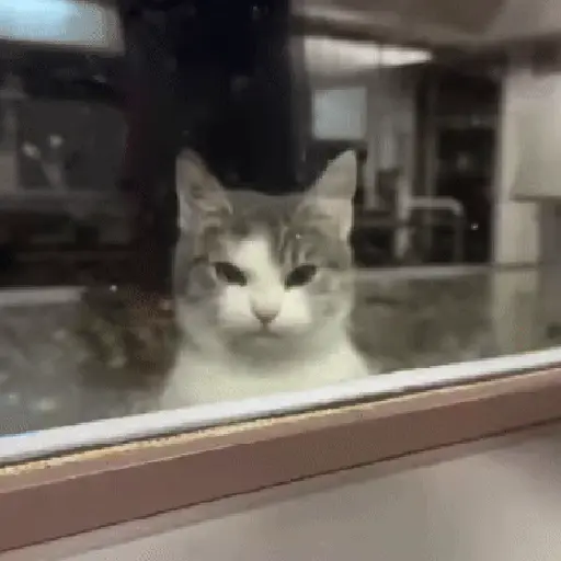 Figurinha: Gato Carinha de Poucos Amigos