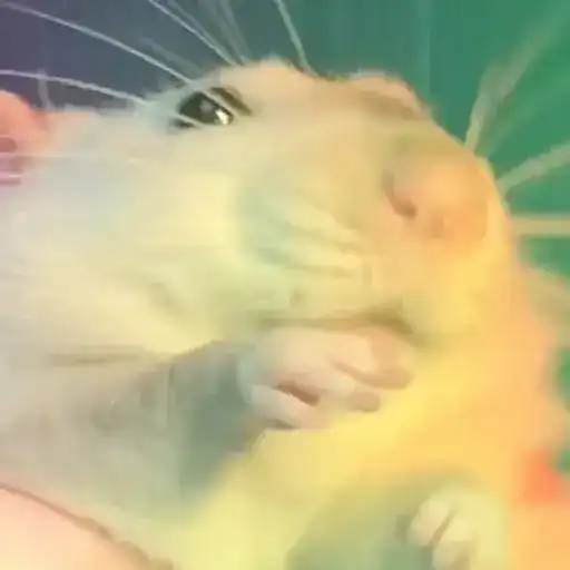 Figurinha: Hamster comendo