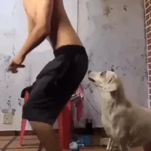 Figurinha: Cachorro dançando com humano