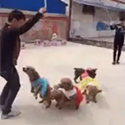 Figurinha: Cachorros pulando em uníssono
