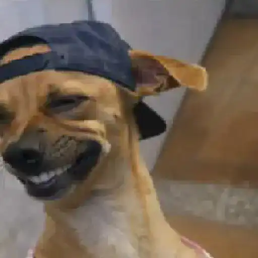 Figurinha: Cachorro Sorridente de Boné