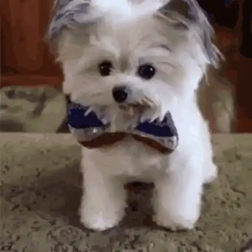Figurinha: Cachorrinho dá high five