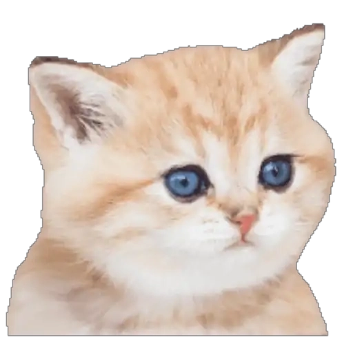 Figurinha: Gatinho Curioso
