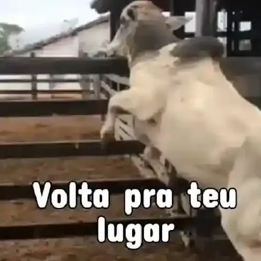 Figurinha: Boi pulando a cerca