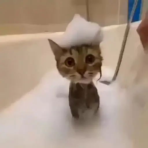 Figurinha: Gatinho toma banho com espuma