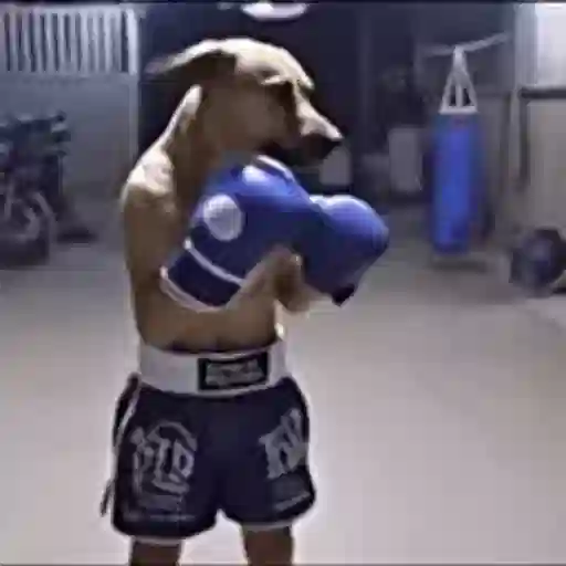 Figurinha: Cachorro Lutador de Boxe