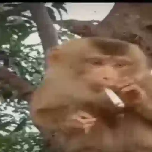 Figurinha: Macaco fumando na árvore