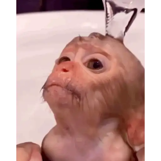 Figurinha: Macaco bebendo água