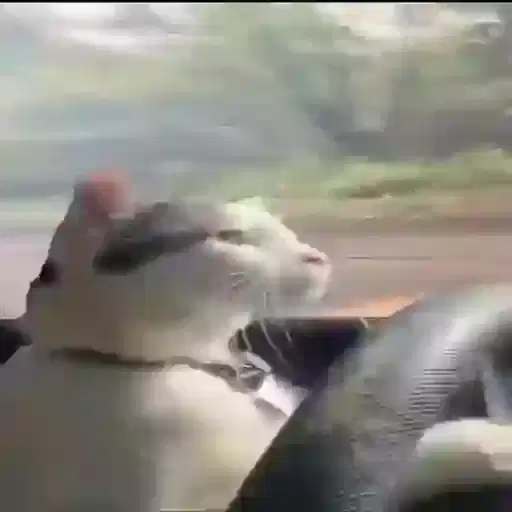 Figurinha: Gato motorista