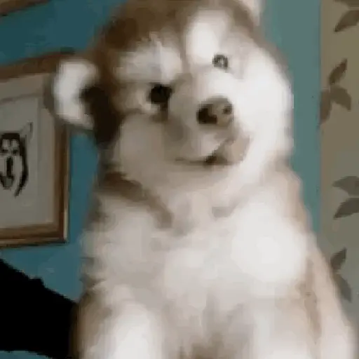 Figurinha: Cachorrinho confuso