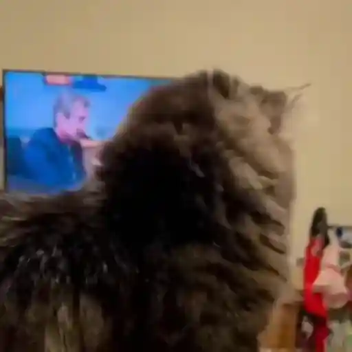 Figurinha: Gato Assustado