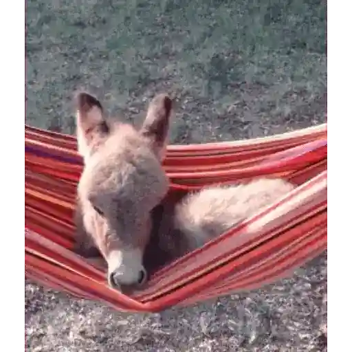 Figurinha: Burro relaxando na rede