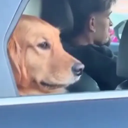 Figurinha: Cachorro olhando para fora do carro