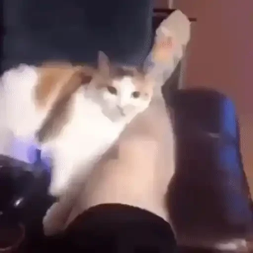Figurinha: Gato assustado com algo atrás