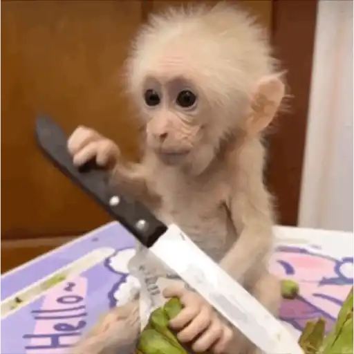 Figurinha: Macaco faminto corta salada