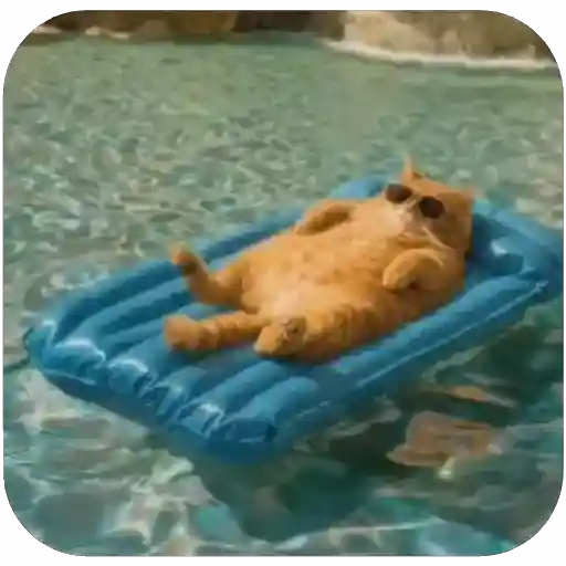 Figurinha: Gato Relaxando na Piscina