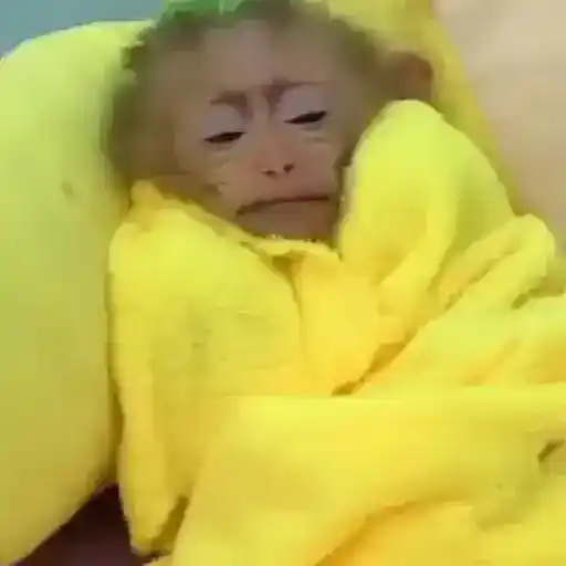 Figurinha: Macaco com sono