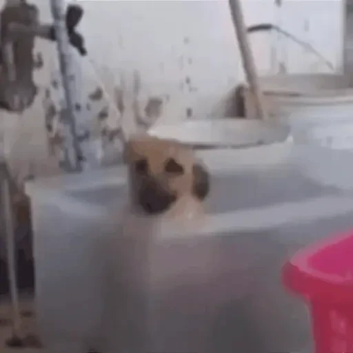 Figurinha: Cachorro latindo feliz na banheira