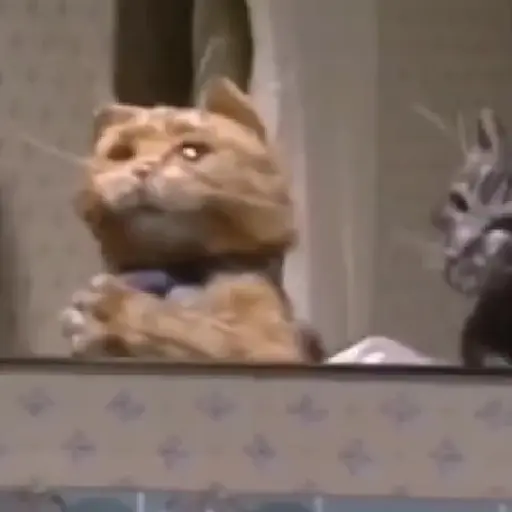Figurinha: Gato tentando vestir camisa
