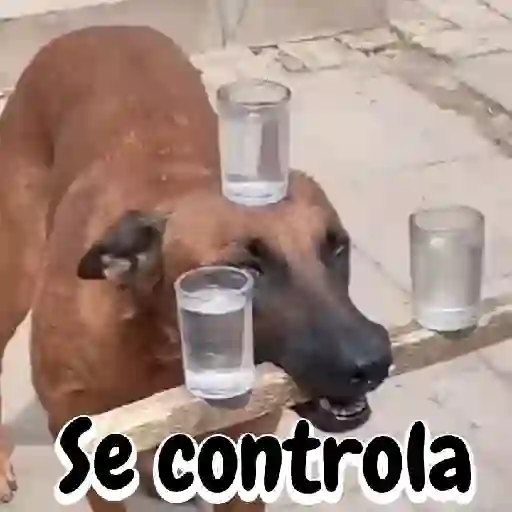 Figurinha: Cachorro equilibrista com copos
