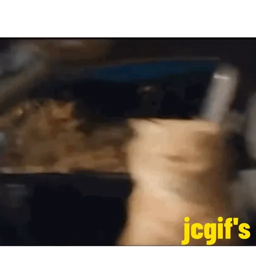 Figurinha: Gato Dando Dedo no Carro