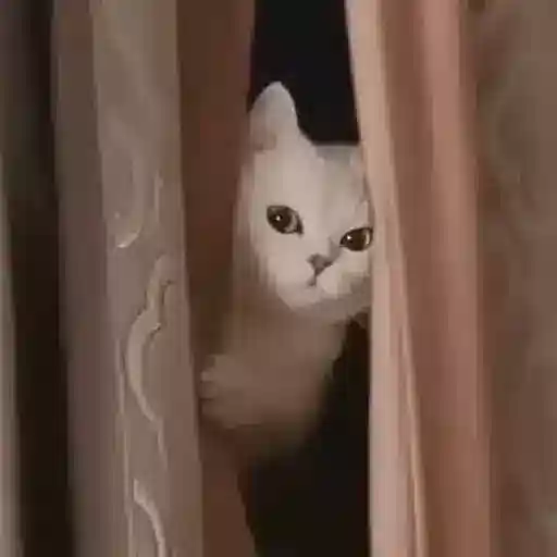 Figurinha: Gatinho Espiando na Cortina