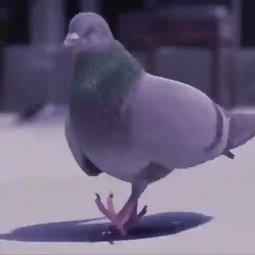 Figurinha: Pombo dançando