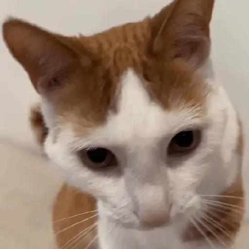Figurinha: Gato estiloso coloca óculos escuros
