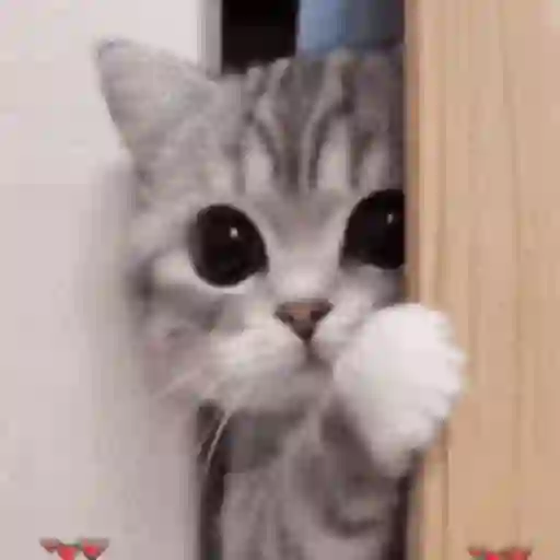 Figurinha: Gatinho espião com olhos arregalados