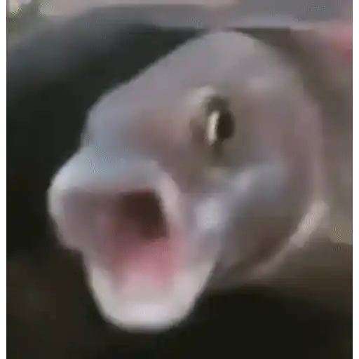 Figurinha: Peixe Boquiaberto