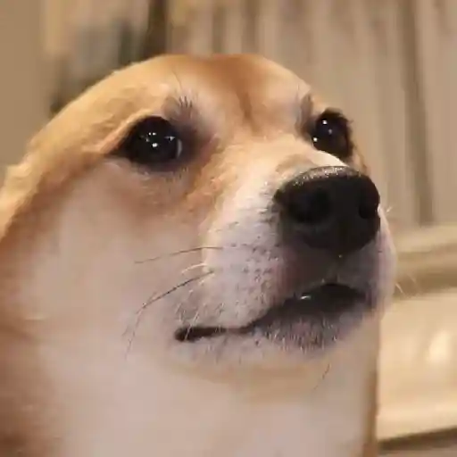 Figurinha: Cachorro Confuso
