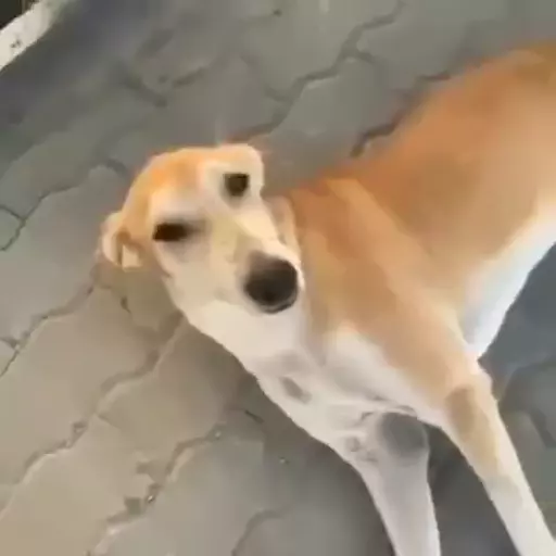 Figurinha: Cachorro fofo pede carinho