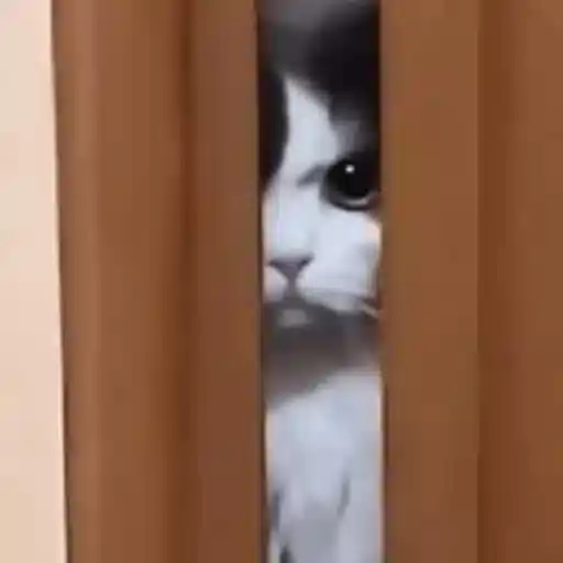Figurinha: Gato espião