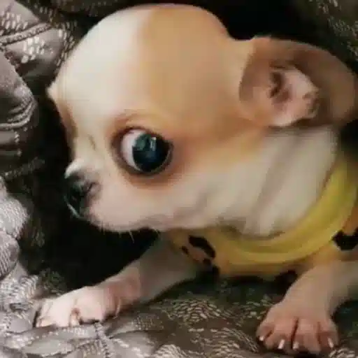 Figurinha: Chihuahua Surpreso