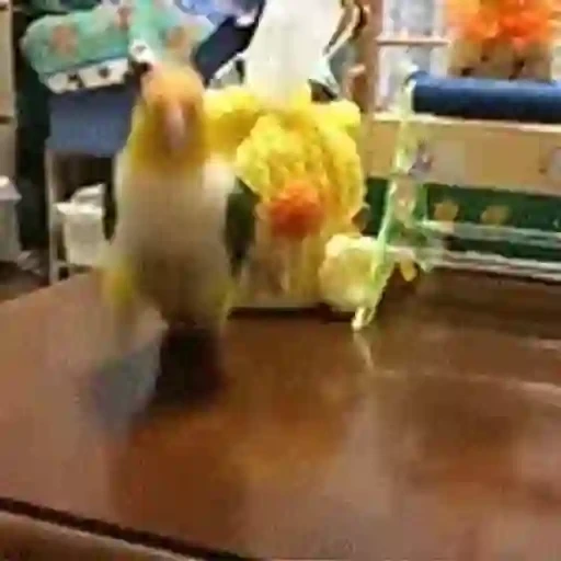 Figurinha: Pássaro dançando