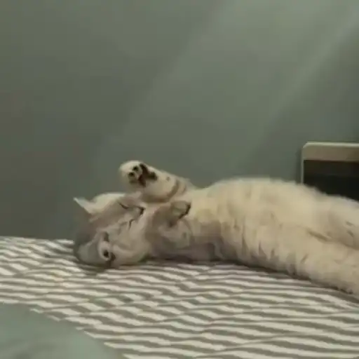 Figurinha: Gatinho Esticando