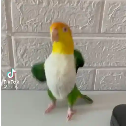 Figurinha: Papagaio dançando