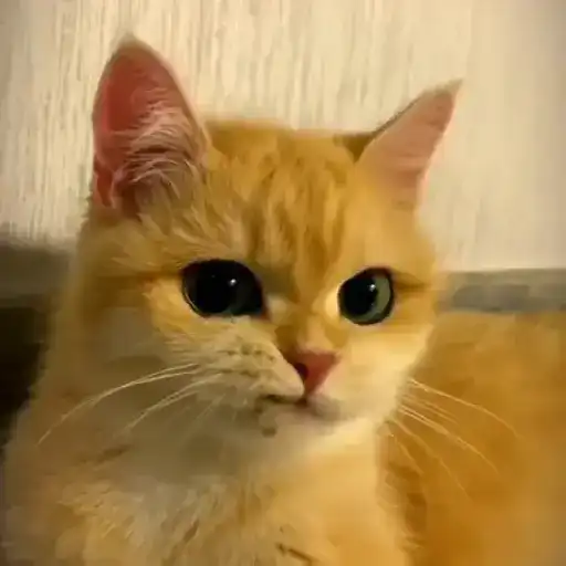 Figurinha: Gato Fofo Mexendo a Boca