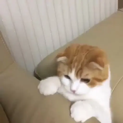 Figurinha: Gatinho fofo olhando