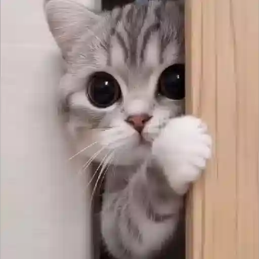 Figurinha: Gatinho fofo espiando